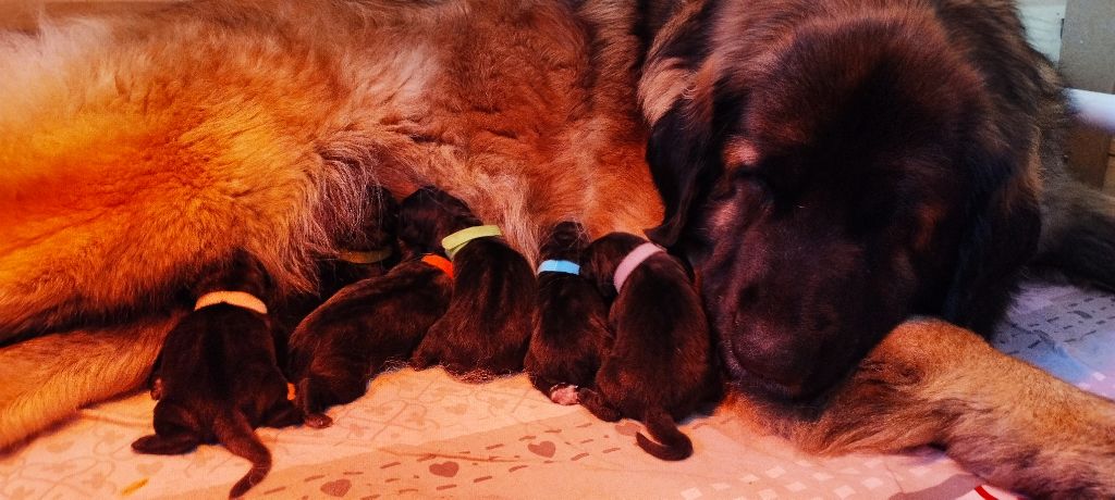 chiot Leonberger De La Petite Séolane