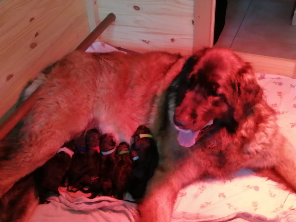 De La Petite Séolane - Leonberger - Portée née le 15/12/2021